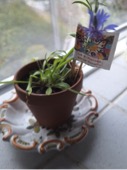plantita